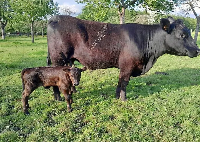 Holiday home Du Grand Val *